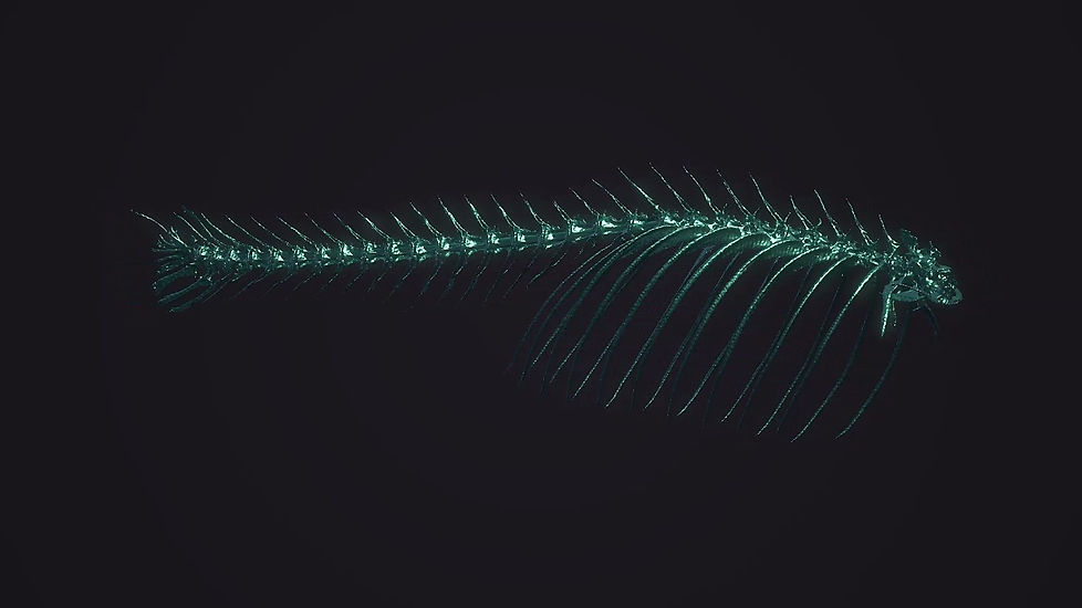 Spinning zebrafish in hypergravity